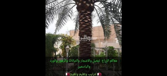 خدمات زراعة النخيل وتنسيق الحدائق في قطر". - 3