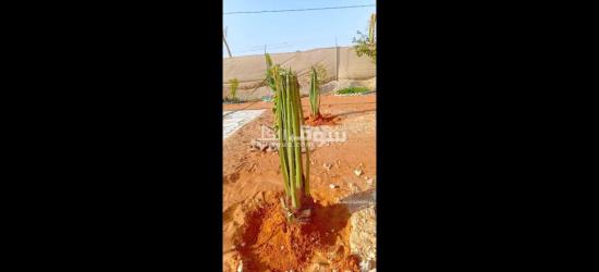 تنسيق حدائق توريد اشجار زينه النخيل - 2
