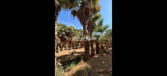 تنسيق حدائق توريد اشجار زينه النخيل - 4