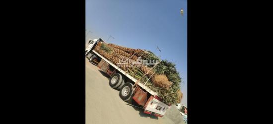 تنسيق حدائق توريد اشجار زينه النخيل - 6