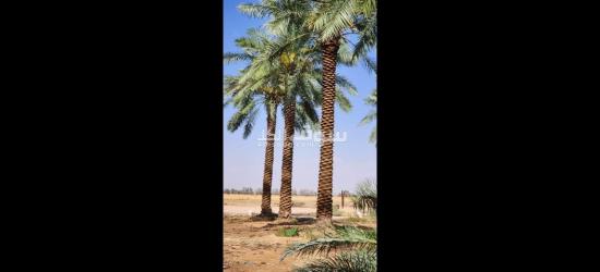 تنسيق حدائق توريد اشجار زينه النخيل - 7