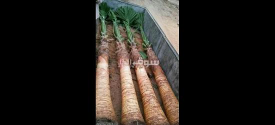 تنسيق حدائق توريد اشجار زينه النخيل - 8