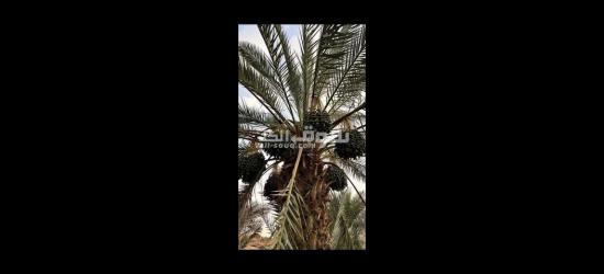تنسيق حدائق توريد اشجار زينه النخيل - 9