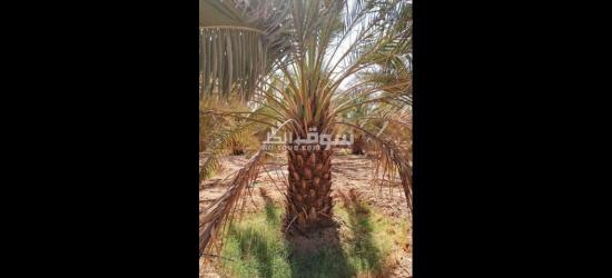تنسيق حدائق توريد اشجار زينه النخيل - 10