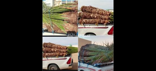 تنسيق حدائق توريد اشجار زينه النخيل - 11