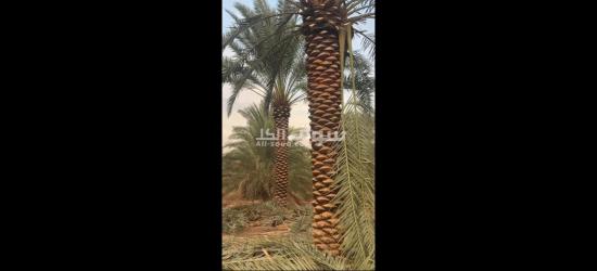 تنسيق حدائق توريد اشجار زينه النخيل - 12