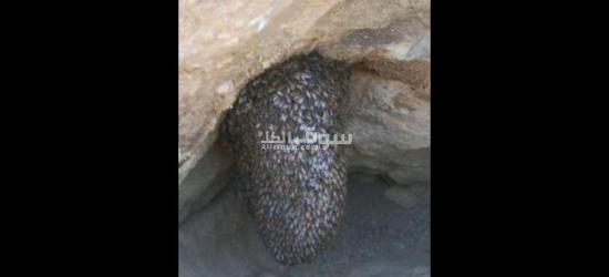 العسل اصلي ابوطويق فاصينه من الجبال سلطنه عمان ولايه عبري - 2