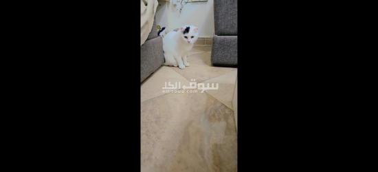 scottish cat n bedding