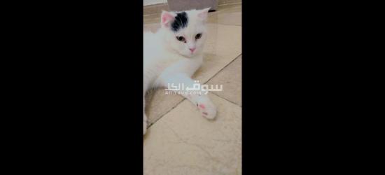 scottish cat n bedding - 2