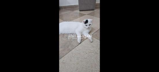 scottish cat n bedding - 3