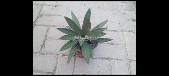 نبتة الحبار